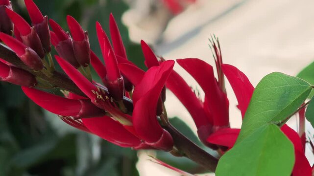 cockspur coral tree,Red flowers, red trumpet flowers, Manorom flowers