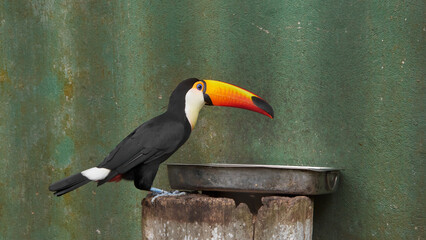 Fototapeta premium toco toucan on weathered wood post and metal tray against green wall, orange beak and black plumage, side view with copy space, tropical avian education and zoo wildlife concept