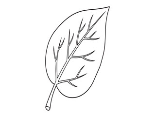 Simple black and white sketch of a single leaf with delicate lines and a minimalist style