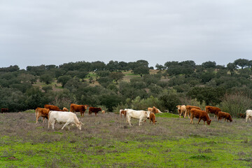 Cows grazing on lush green fields in Alentejo, Portugal, during winter, capturing serene rural landscapes and traditional farm life.