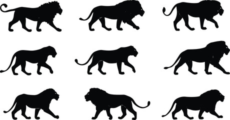 Fototapeta premium Set of nine black silhouette lions walking running roaring wildlife animal vector illustration design isolated on white background 