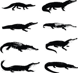 Fototapeta premium Black silhouette alligator crocodile set isolated on white background vector illustration wildlife animals nature reptiles 