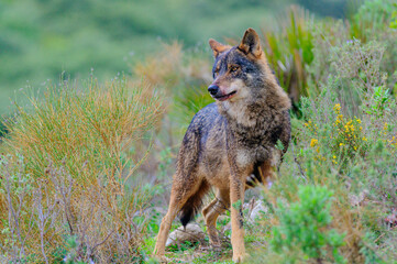 Obraz premium Iberian wolf (Canis lupus signatus) standing among vegetation in Spain