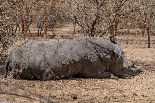 View of a rhino resting peacefully on the arid ground beneath the sparse, dry branches of trees, contrasting the animal's bulk with the delicate foliage, Thies, Senegal.