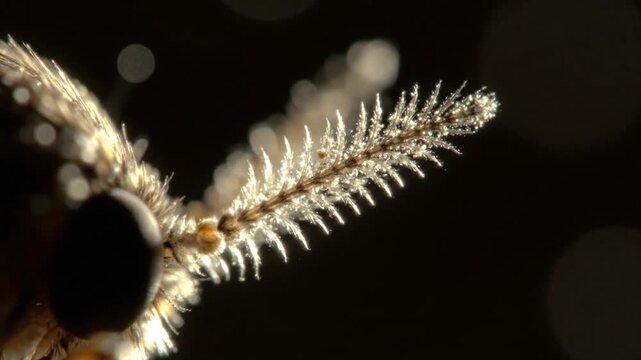 Close-up of a moths antenna, showcasing its intricate, feathery structure against a dark background.