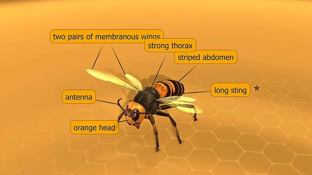 Worker giant hornet anatomy includes head, thorax, abdomen, wings, mandibles, antennae, and venomous stinger.