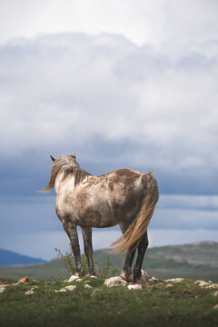 View of a lone, speckled horse stands majestically on a grassy hilltop, its gaze fixed on the distant horizon under a moody sky, Livno, Bosnia and Herzegovina.