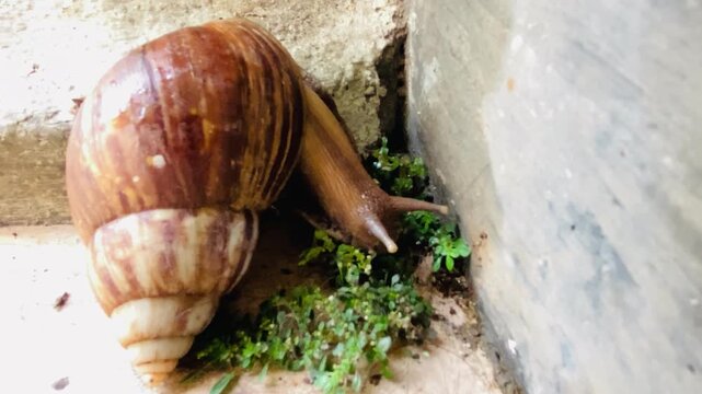 Brown garden snail or cornu aspersa