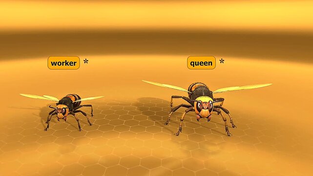 Worker and queen Asian giant hornets differ in size and role, with queen reproducing and workers foraging.