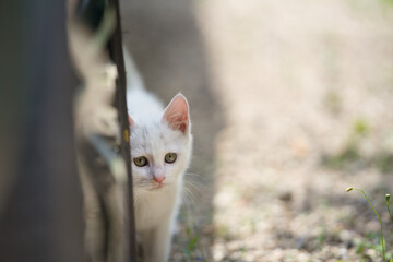 5月、物陰からこちらの様子を窺う白い仔猫