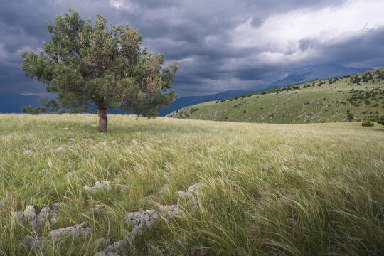 View of a lone tree stands defiant against a dramatic sky over a windswept field of golden grasses, framed by distant mountains, Mostar, Federation of Bosnia and Herzegovina, Bosnia and Herzegovina.