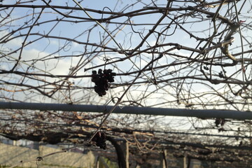 Dried Albari&ntilde;o Grapes