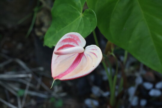 Anthurium flower with heart-shaped spathe in pink-red gradient and central spadix, surrounded by green leaves and natural ground elements.