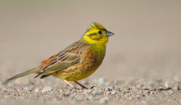 Yellowhammer  - male in summer