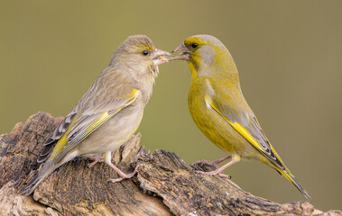 Obraz premium European Greenfinch - pair of birds in spring at a wetland