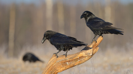 Fototapeta premium Common Raven - in winter at a wetland