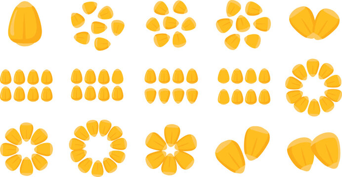 Corn kernel illustration set with sweet maize grains pieces and circular arrangements isolated