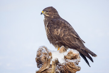 Fototapeta premium Common Buzzard in winter at a wetland