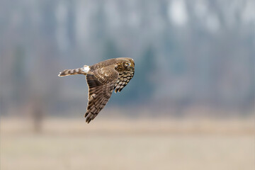 Fototapeta premium Adult female hen harrier (Circus cyaneus) in flight. Isonzo river mouth nature reserve Isola della Cona, Gorizia province, Staranzano, Friuli Venezia Giulia, Italy.