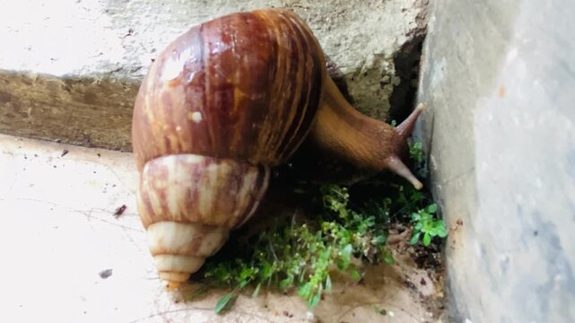 Brown garden snail or cornu aspersa