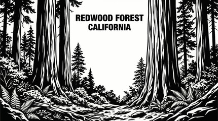 giant redwood forest landscapes with towering trees and lush woodland vegetation black and white vector illustration © Ethan