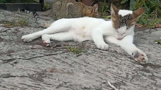 White Stray Cat Grooming in Foreground With Other Cats in Background
