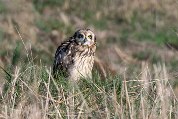 Fototapeta premium Hibou des marais, Hibou brachyote, Asio flammeus, Short eared Owl, region Pays de Loire; marais Breton; 85, Vendée, Loire Atlantique, France