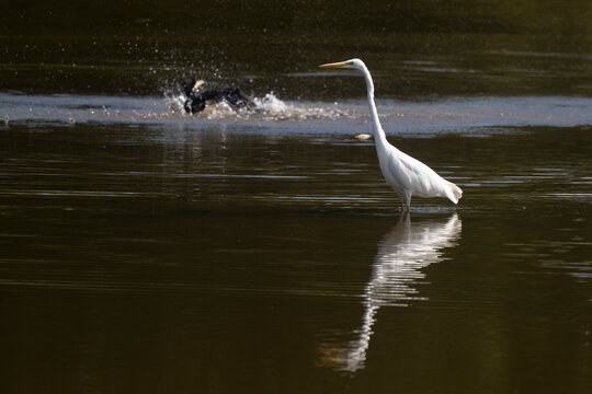 Grande Aigrette