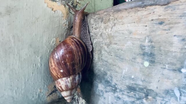 Brown garden snail or cornu aspersa