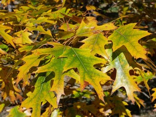 Fototapeta premium Autumn Leaves of Northern Red Oak (Quercus rubra) Turning Yellow and Green