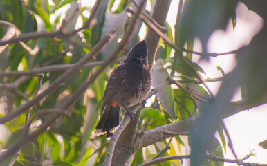 Fototapeta premium Red-vented bulbul bird perched on a slender tree branch against a clear blue sky.