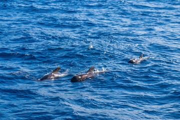 Fototapeta premium Group of the short-finned pilot whales (Globicephala macrorhynchus) in the Atlantic ocean near La Palma island, Canary, Spain