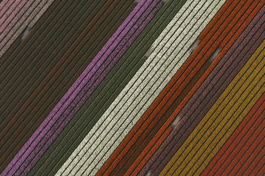 Aerial view of vibrant, parallel stripes in shades of pink, brown, green, cream, red, and orange create a textured, abstract canvas, Lisse, South - Holland, The Netherlands