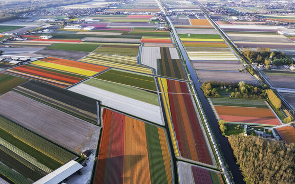 Aerial view of vibrant tulip fields creating a colorful patchwork quilt under the soft sunlight, bordered by canals, Lisse, South Holland, Netherlands.