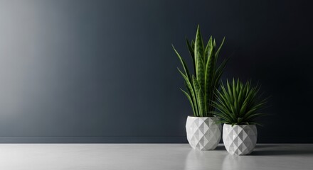 Fototapeta premium Modern potted plants in white geometric pots on gray floor