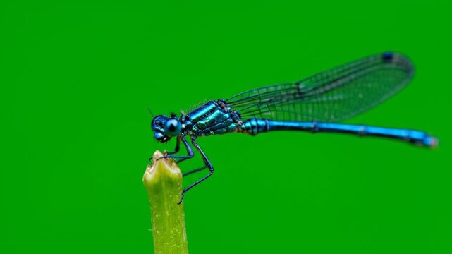 Close-up of a vibrant blue damselfly perched on a green stem against a bright green background.
