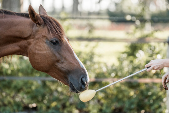 horse doing target training with a stick