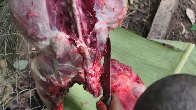 Sacrificial animal slaughter during Eid al-Fitr. Goat slaughter as a Muslim sacrificial animal.