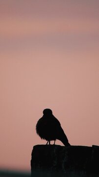 Brown Rock Chat (Cercomela Fusca) - 4k Vertical Video