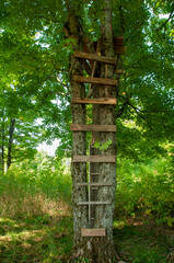 A rustic wooden ladder is strapped to the trunks of two trees growing side by side in a forest. The start of a Tree House creates an outdoorsy, adventurous vibe.