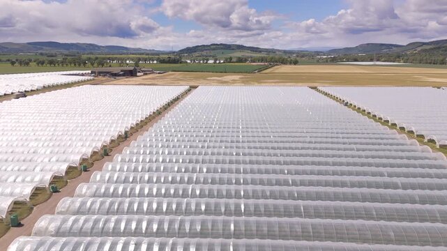 Aerial view of rows of greenhouses creating a repetitive pattern, with their translucent roofs reflecting the sunlight, Perth, Scotland, United Kingdom.