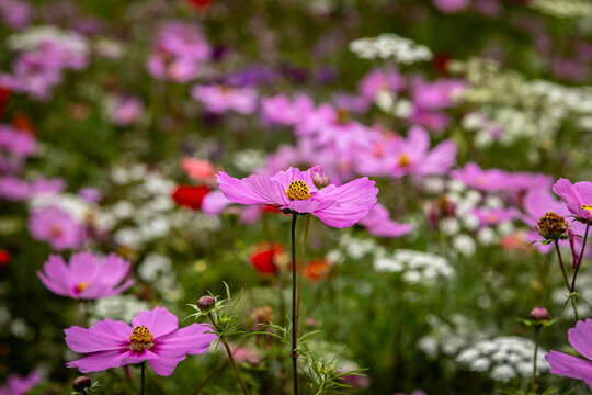 Pretty cosmos flowers in a flower bed in summer, with a shallow depth of field