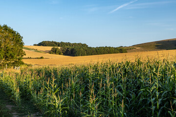 Corn and cereal crops growing in rural Sussex on a sunny summer's evening