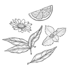 Hand drawn tea items chamomile, tea leaves, slice of lemon and mint leaves. Vector illustration sketch