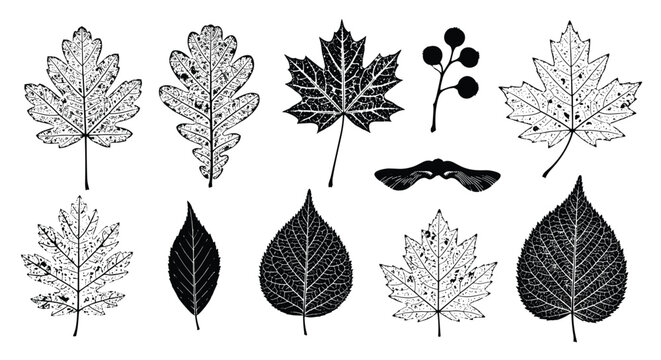 Collection of detailed black and white leaf silhouettes and prints from different tree species including maple, oak, and birch for autumn design.