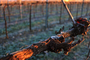 Fototapeta premium Pinot Vineyard branch on winter season covered by frost on winter season. Vitis vinifera in the italian countryside 