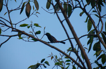 Obraz premium Red-vented bulbul bird perched on a slender tree branch against a clear blue sky.