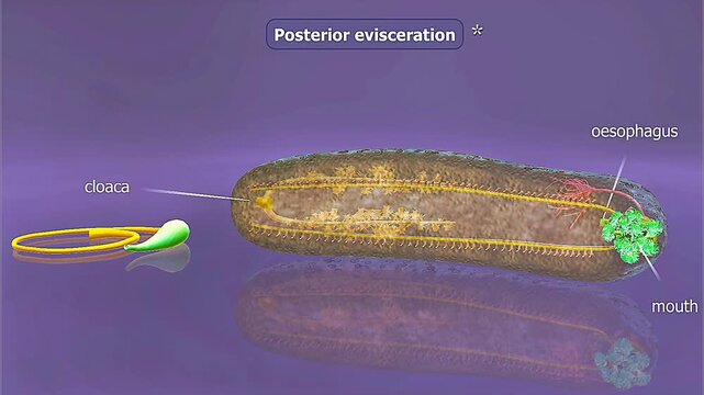 Sea cucumber performs posterior evisceration, expelling internal organs to deter predators and regenerate.