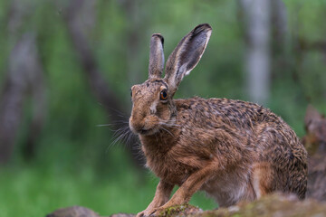 Fototapeta premium European hare (Lepus europaeus)