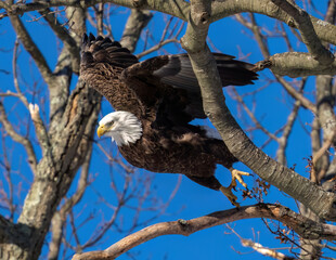 bald eagle on tree